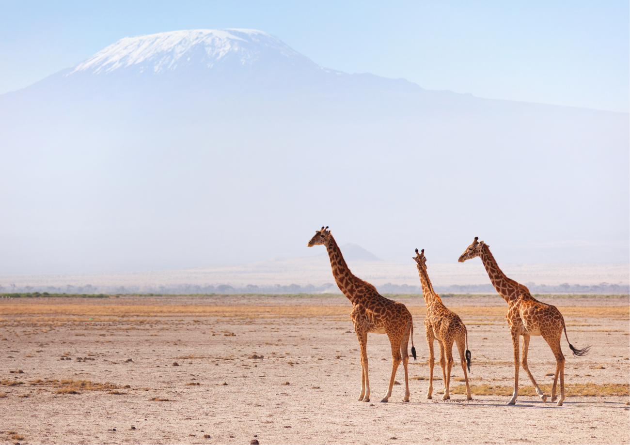 Big Tusks & Red Dust: 5 Days Amboseli–Tsavo Safari Escape